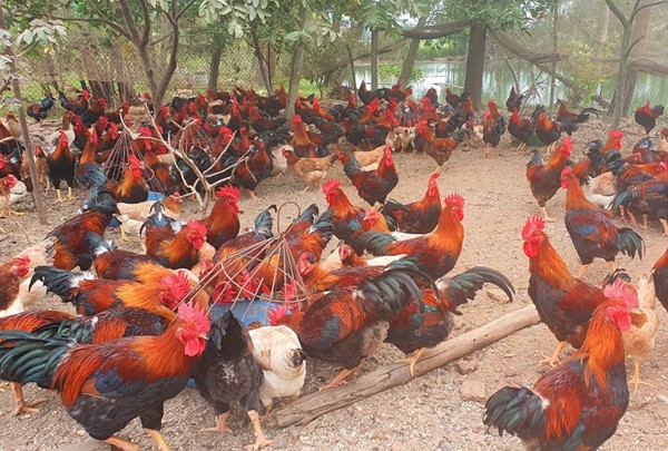 Mô hình chăn nuôi gà ta thả vườn